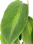 Goeppertia (Calathea) sp 'accordeon' - M