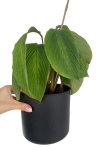 Goeppertia (Calathea) sp 'accordeon' - M