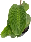 Goeppertia (Calathea) sp 'accordeon' - M