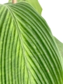 Goeppertia (Calathea) sp 'accordeon' - M