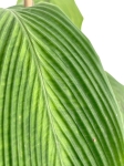 Goeppertia (Calathea) sp 'accordeon' - M