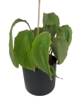 Goeppertia (Calathea) sp 'accordeon' - M