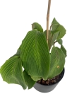 Goeppertia (Calathea) sp 'accordeon' - M