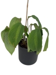 Goeppertia (Calathea) sp 'accordeon' - M