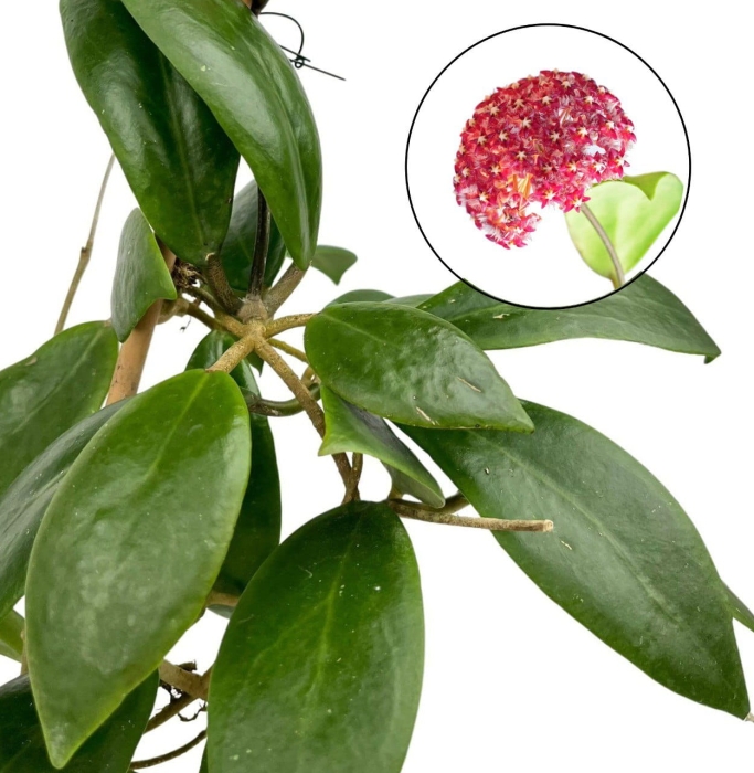 Hoya mindorensis