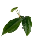 Philodendron geniculatum - L