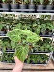 Philodendron verrucosum - L