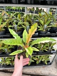 Philodendron Ring Of Fire -M