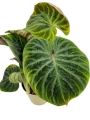 Philodendron verrucosum compact - M