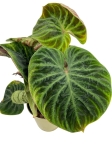 Philodendron verrucosum compact - M