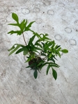 Philodendron pedatum Glad Hands / quercifolium - XL