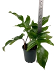 Philodendron squamiferum - XL