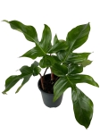 Philodendron squamiferum - XL