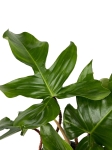 Philodendron squamiferum - XL
