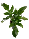 Philodendron squamiferum - XL