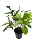 Philodendron pedatum Glad Hands / quercifolium - XL