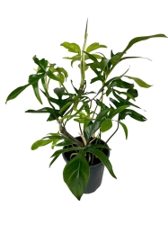 Philodendron pedatum Glad Hands / quercifolium - XL