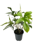 Philodendron pedatum Glad Hands / quercifolium - XL