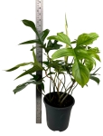 Philodendron pedatum Glad Hands / quercifolium - XL