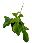 Philodendron squamiferum - L