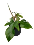 Philodendron squamiferum - L