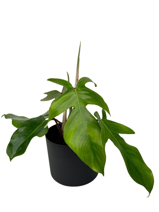 Philodendron squamiferum - L