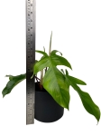 Philodendron squamiferum - L