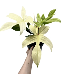 Philodendron Florida Ghost 
