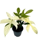 Philodendron Florida Ghost - L