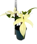 Philodendron Florida Ghost - L