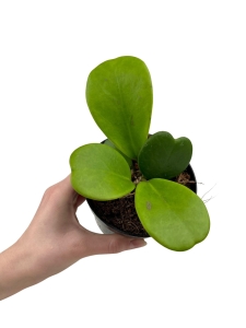 Hoya Kerri Rank Green - M