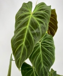 Philodendron Splendid - na paliku