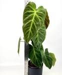 Philodendron Splendid - na paliku