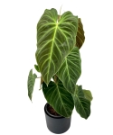 Philodendron Splendid - na paliku