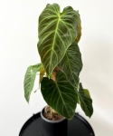 Philodendron Splendid - na paliku