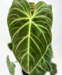 Philodendron Splendid - na paliku