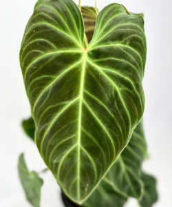 Philodendron Splendid - na paliku