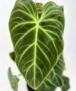 Philodendron Splendid - na paliku