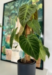 Philodendron Splendid - na paliku