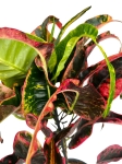 Codiaeum variegatum 'Dreadlocks' - XL