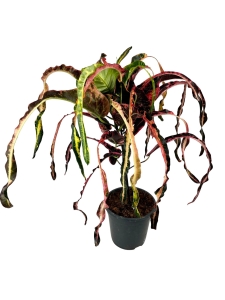 Codiaeum variegatum 'Dreadlocks' - XL