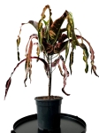Codiaeum variegatum 'Dreadlocks' - XL