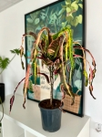 Codiaeum variegatum 'Dreadlocks' - XL
