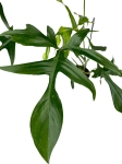 Philodendron pedatum Glad Hands / quercifolium variegata