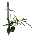 Philodendron pedatum Glad Hands / quercifolium variegata