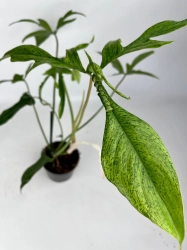 Philodendron pedatum Glad Hands / quercifolium variegata