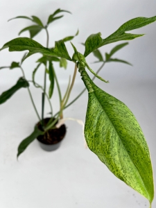 Philodendron pedatum Glad Hands / quercifolium variegata