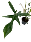 Philodendron pedatum Glad Hands / quercifolium variegata