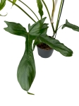 Philodendron pedatum Glad Hands / quercifolium variegata