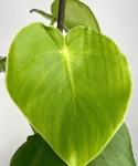 Philodendron rugosum - XL
